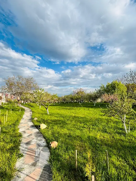 The orchard in full blossom under a wide cloudy sky