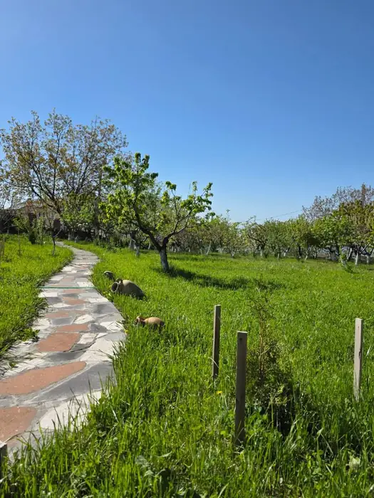 Flagstone path through the orchard under a clear blue sky