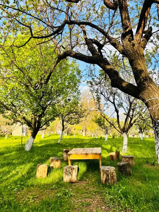 Wooden table with tree-stump stools under old fruit trees