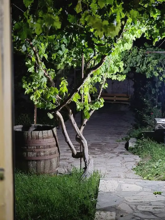 Grapevine over a stone courtyard with an old wine barrel